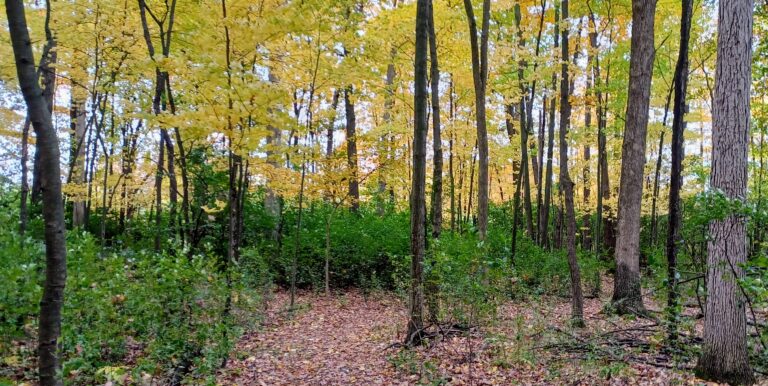 A southern Michigan forest displaying golden-yellow fall colors, with a thick understory of green-leaved invasive buckthorn.