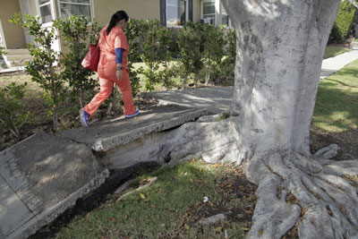A person is walking on a sidewalk that has been practically destroyed by the roots of a large beech tree. A huge root extends underneath the sidewalk and has pushed up the concrete nearly two feet.