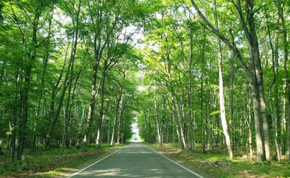 A straight narrow road with white lane edge markings, no centerline, and no shoulders transits a peaceful sun-dappled hardwood forest.