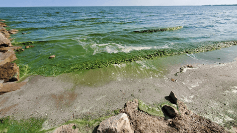 Water the color of pea soup laps up against a sandy beach.